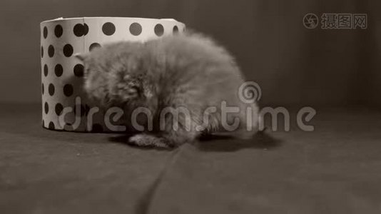 英国小猫和一个盒子视频