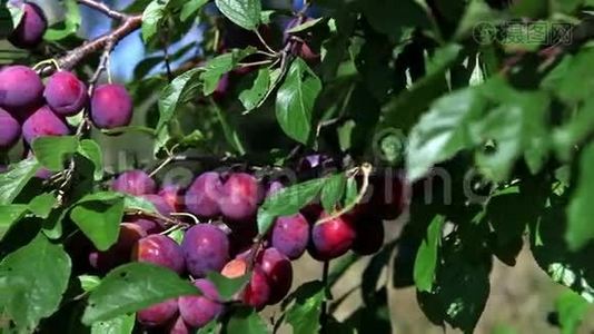 成熟果实的梅树枝视频