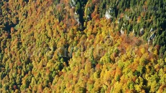 秋天山上色彩斑斓的树木的空中拍摄视频