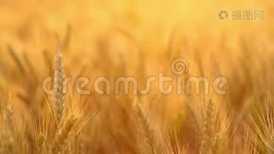 神奇的金色阳光照射在麦田上。 小麦作物在田野上蔓延视频