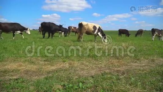 奶牛咀嚼着，摆姿势，在草坪上沉思视频