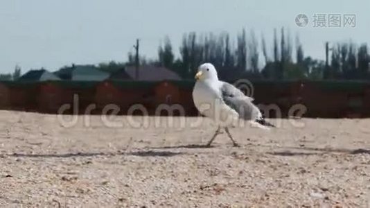 很多海鸥在海滩上吃一顿饭视频