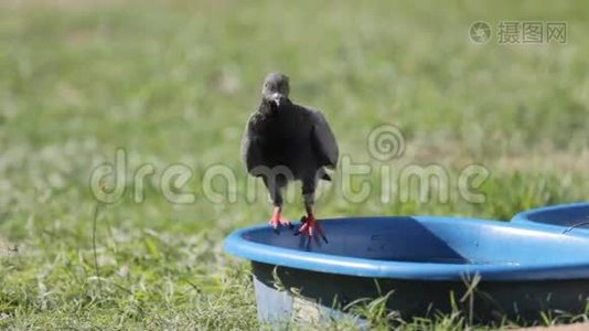 泰国兰邦蓝碗中的鸽子饮用水视频
