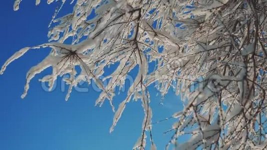 枯冻的榆树在冰枝上，冬天，白天，雪在雪的阳光下，阳光照耀着美丽的风景。 干树榆树视频