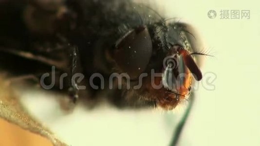 苍蝇家蝇昆虫宏视频