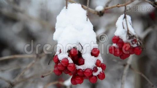 冬季雪中覆盖的充满活力的浆果视频