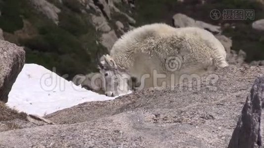 山地山羊视频