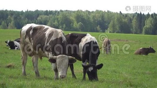 奶牛咀嚼着，摆姿势，在草坪上沉思视频