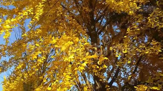 秋季新鲜空气中活动的五颜六色的黄、绿、橙叶视频