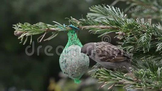 雄鸟麻雀在鸟肥球上寻找种子视频