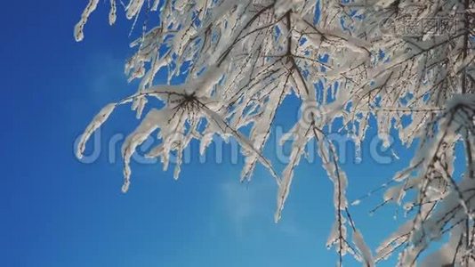 枯冻的榆树在冰枝上，冬天，白天，雪在雪的阳光下，阳光照耀着美丽的风景。 干树榆树视频