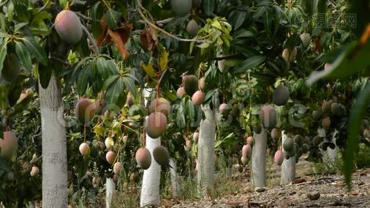 芒果热带水果挂在满是芒果树的种植园的树枝上视频