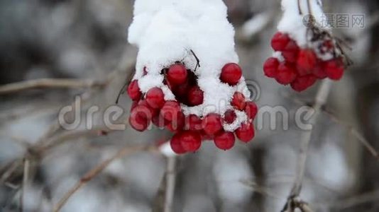 冬季雪中覆盖的充满活力的浆果视频