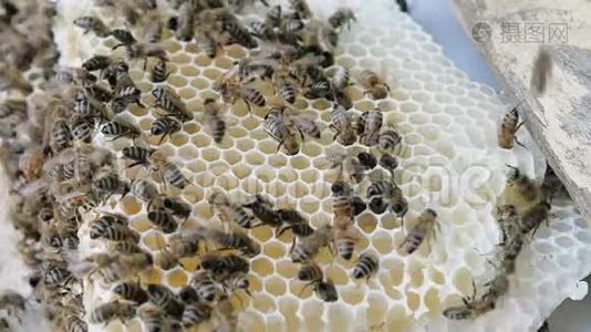 蜂群在蜂房里工作视频
