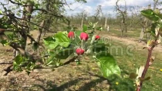 波兰春季果树果园视频