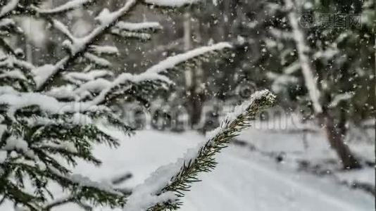 森林降雪，美丽的冬季景观，视频循环视频