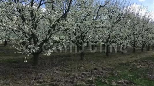 波兰春季果树果园视频