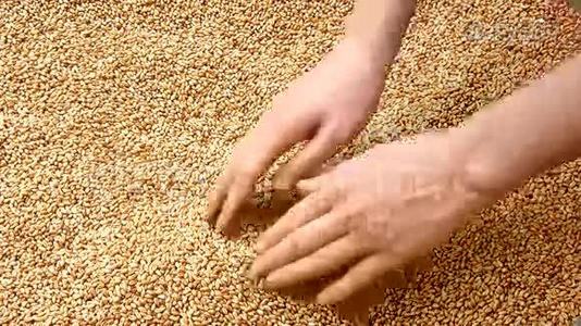 一粒小麦视频