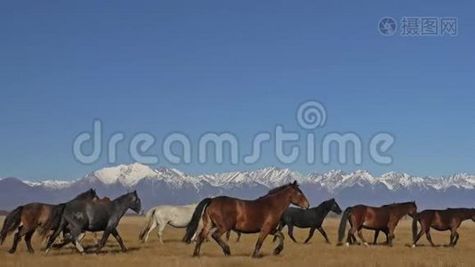 走路和跑马。 在白雪皑皑的山上，马群在草原上奔跑。 速度慢运动视频