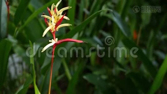 橙色和黄色螺旋，Strelitzia，天堂鸟宏观特写，绿叶背景。 热带乐园视频