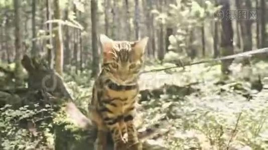 城市公园里的一只猫。 孟加拉野猫在林中漫步。 亚洲丛林猫或沼泽或芦苇。 家庭化视频