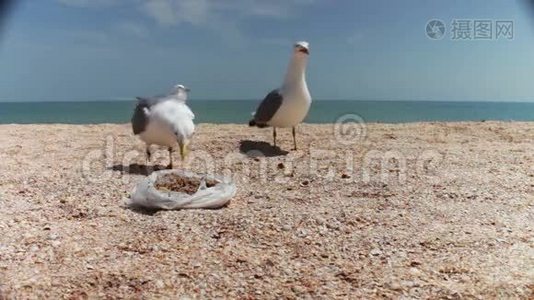 海滩上的海鸥成群结队地寻找食物视频