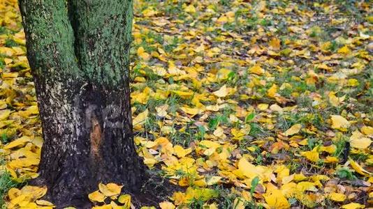 秋叶落在俄罗斯的树林里视频