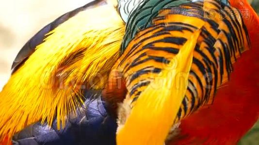 中国红金雉雄性壮美，户外野. 野生外来鸟类的真实本性视频