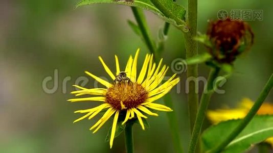 蜜蜂采集花蜜视频