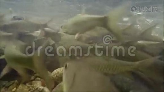 霍查毛瀑布中的Neolissochilus视频