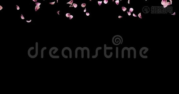 飞舞的浪漫粉红玫瑰花瓣飘落过渡阿尔法冰铜循环4k视频