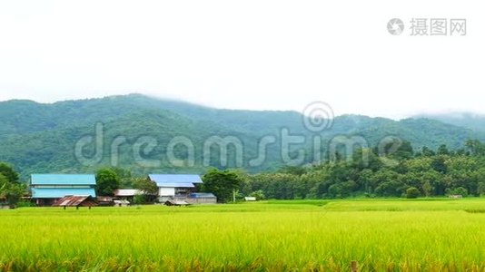 以山观青稻..视频