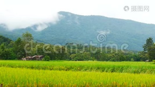 以山观青稻..视频