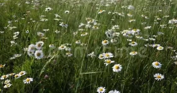 白色雏菊，草地上的玛格丽特花视频