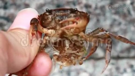 妈妈的螃蟹和水里的小螃蟹视频