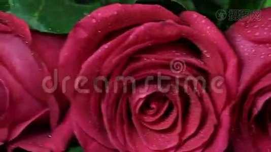 美丽的红玫瑰花束被旋转视频