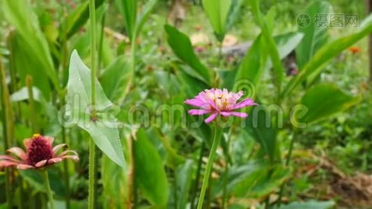 花园里的津尼亚花。视频