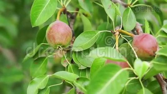 在树上收获成熟的梨果视频