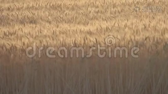 在田间收获成熟小麦视频