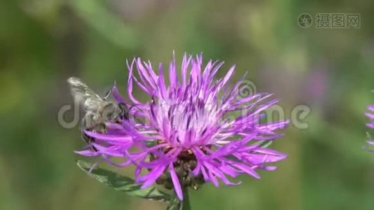蜜蜂在一朵棕色的花上视频