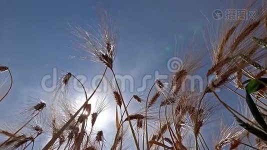 准备收割的熟麦片视频