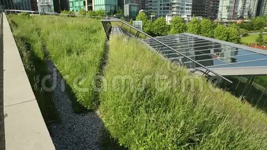 城市绿色屋顶草，娃娃射击视频
