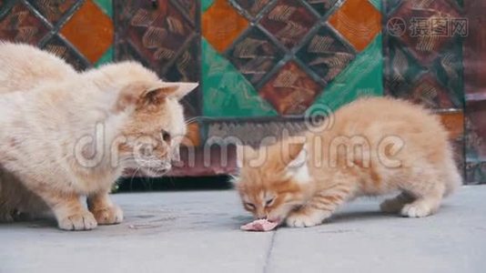 无家可归的红猫和一只小猫在街上吃食物。 慢动作视频