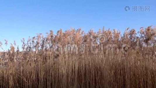 湖上芦苇的美丽景色视频