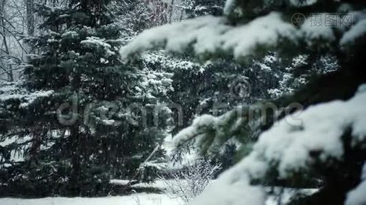 雪落在杉树枝上视频