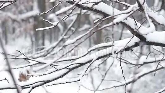 雪中的树。视频
