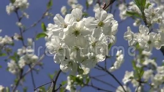 春天的樱花树美丽的花朵视频