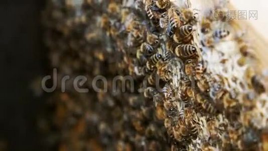 蜂群在蜂房里工作视频