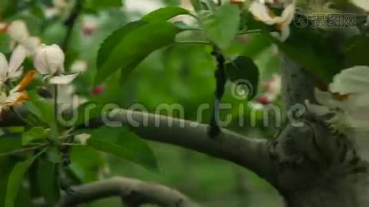 盛开的果园。 苹果树视频