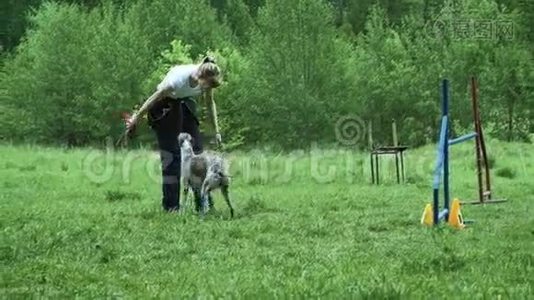 顺序与慢动作比赛，动物敏捷比赛与狗跑和做回转。 顺序与视频